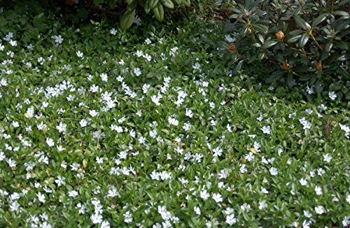 Vinca minor 'Alba' 10 Stück – Winterhart, Mehrjährig, Pflegeleicht – Kleines Immergrün – Bodendecker für Garten & Unterpflanzung