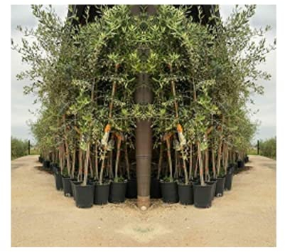 EURO PLANTS VIVAI Olivier Cipressino en Pot 20 cm