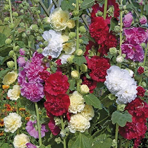 Viridis Hortus - 30 x Hollyhock Chaters Double Mix - Flower Seeds