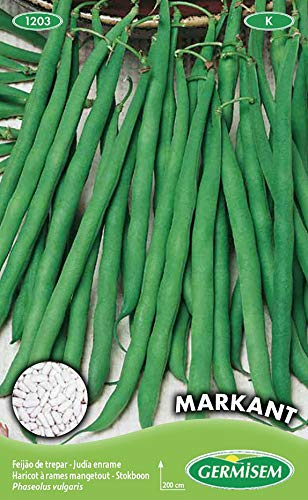 Germisem Markant Graines de Haricot à Rames 100 g EC1203 Multicolore