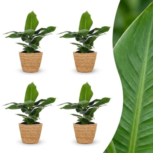 Musa Oriental Dwarf – Dvärgbanan – 4 plantor – med korg av sjögräs - 30cm - Ø12cm