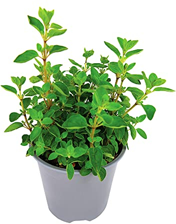 Oregano Plant in a 14cm Pot - Herb Plants for The Garden Ready to Plant