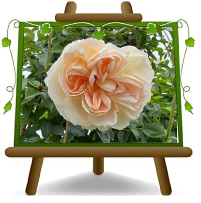 Rosa trepadora rosa antigua color rosa polvo - Altura 170-200 cm