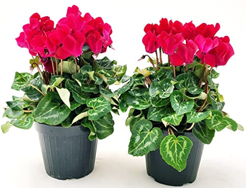POWERS TO FLOWERS - CICLAMINO A FIORE PICCOLO PROFUMATO, CICLAMINO MINI ROSSO, 2 PIANTE, VASO 10CM, piante vere