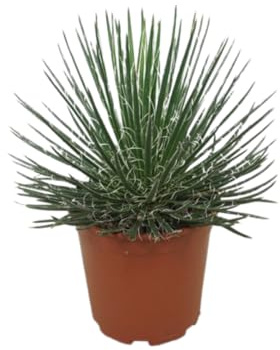Vivaio Garden Forest Agave geminiflora Pianta Succulenta