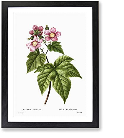 Blooming Raspberry Bush By Pierre Joseph Redoute Vintage Framed Wall Art Print, Ready to Hang Picture for Living Room Bedroom Home Office Décor, Black A4 (34 x 25 cm)