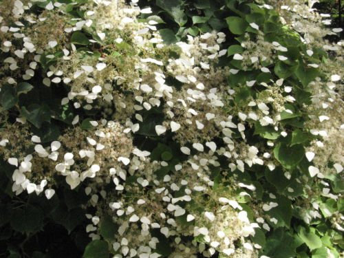 Schizophragma hydrangeoides Semi ortensia rampicante!