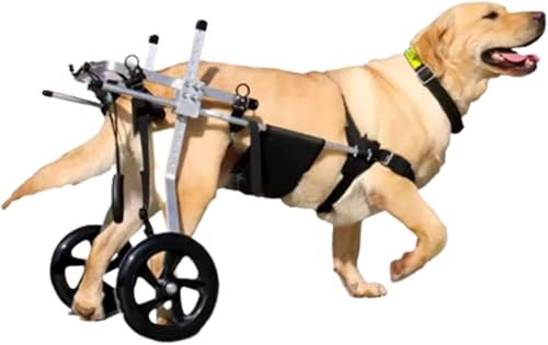 Silla de Ruedas para Perros Mediana y Grande, Ayuda para la rehabilitación, Soporte para Patas traseras, carritos para Perros con Ruedas, para rehabilitación de Patas traseras,XXXL