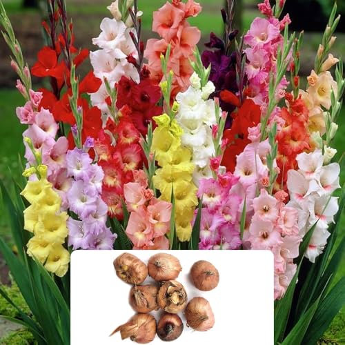 8 Mixed Gladiolus Bulbs – Easy to Grow, Perfect for Stunning Cut Flower Arrangements – Add Drama to Your Garden – Specifically Grown for The UK Climate