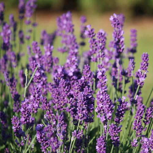 50 SEMI DI LAVANDA VERA ANGUSTIFOLIA - SEMI FRESCHI