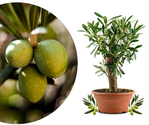 Meine Orangerie Olea Europaea Olivier Bonsaï, vieux tronc d'olivier dans un bol et tronc court (diamètre du bol : 15 cm)