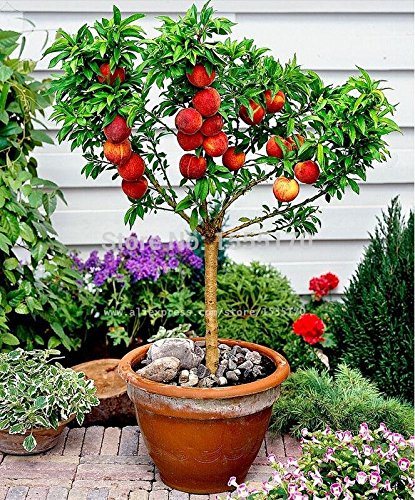 Dwarf Bonanza Pfirsiche, Pfirsichbaum - Pfirsich Samen - Frucht Bonsai Samen - 2 Stück