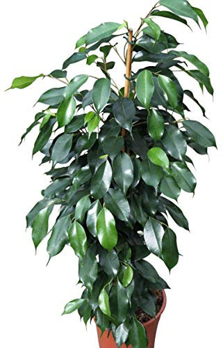 Garden Market Place Indoor Plant -House or Office Plant -Ficus Benjamina- Green Weeping Fig Approx 45cms Tall