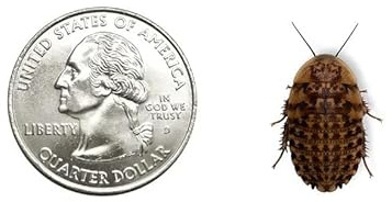 Dubia.com 50 Large 3/4 1 Discoid Roaches Live, Feeder Insect for Reptiles & Amphibians, NutrientRich Roach Bug, Manageable Size, Easy Care, Hardy Nature and No Odors