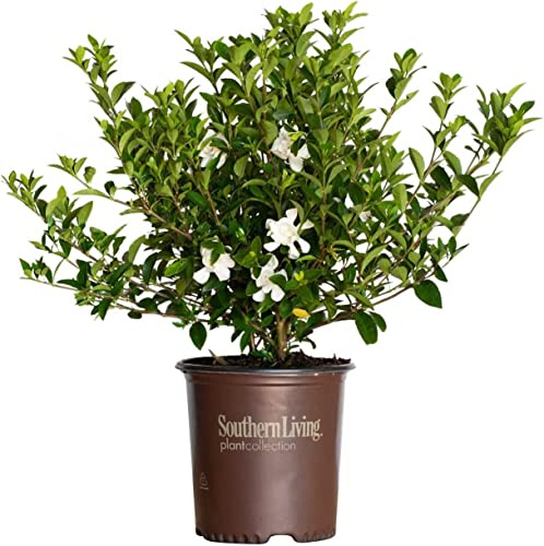 Gardenia Jasminoides - Plantas Viva - Planta Natural para Exterior e Interior