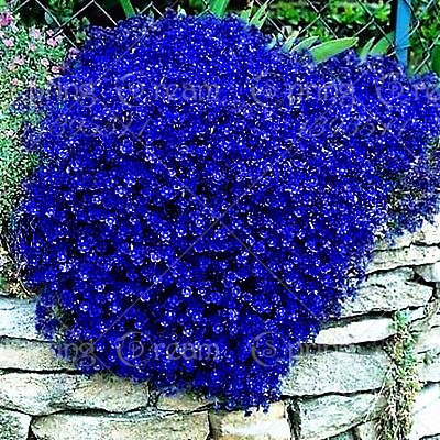 100pcs / bolsa de semillas de tomillo rastrero o semillas de berro de roca azul flor de la cubierta de tierra perenne, de crecimiento natural para el jardín de 8