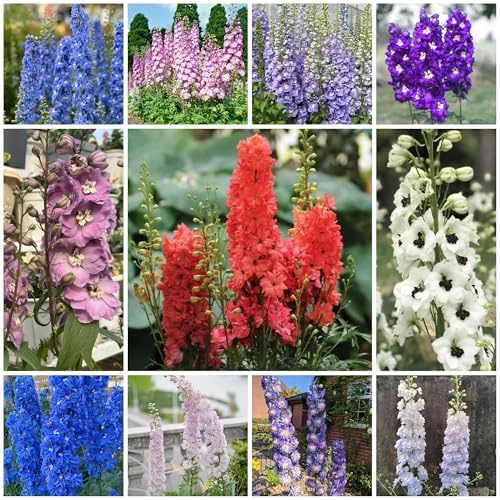 semi resistenti di delphinium da balcone, resistenti di delphinium selvatici da balcone, recisi, 300pcs