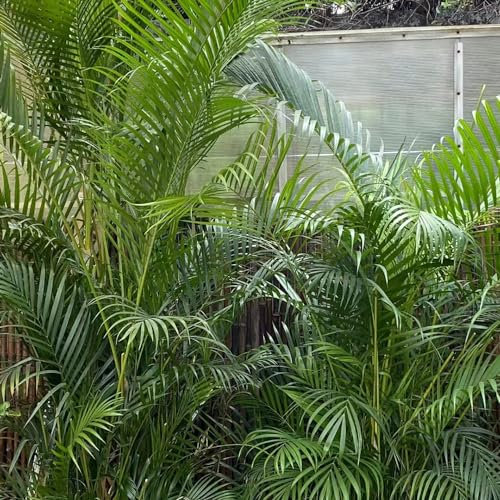 150 pcs goldfruchtpalme samen, exotische zimmerpflanzen, Dypsis lutescens - bonsai samen winterharte pflanzen für garten grünpflanzen zimmerpflanzen zimmerpflanzen wenig lichtbedarf