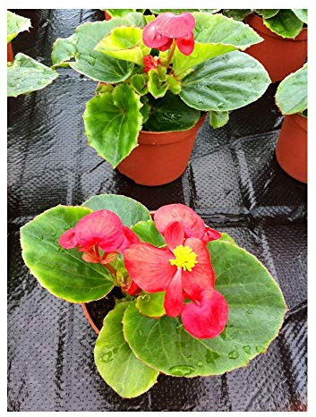 PREMIER SEEDS DIRECT - Begonia SEMPERFLORENS Seeds - Heaven RED F1 (800 Pellets)