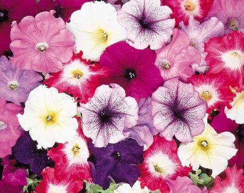 PREMIER SEEDS DIRECT - PETUNIA - N. COMPACTA - PENDULA MIXED - 0.35 GRAMS ~ 12,480 SEEDS