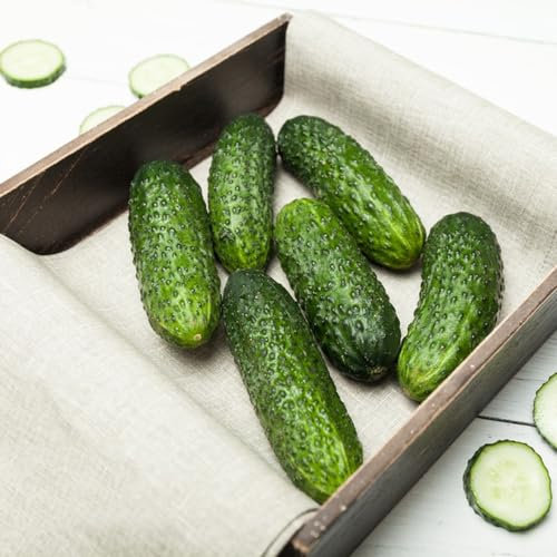 50 Pcs Gurken Samen Bio, Gurkensamen Gewächshaus - Cucumis Sativus - Balkon Gemüse, Balkon Garten Gurkenpflanzen Salatgurken Samen, Bodendecker Samen, Gemüsesamen Balkon Gemüsesamen,