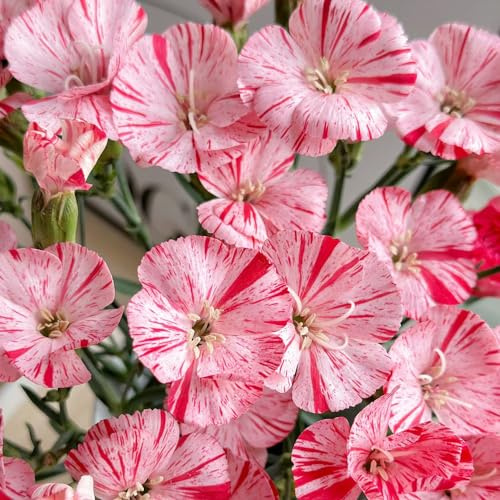 semillas de clavel - Dianthus - trepadoras exterior Cubresuelos resistentes de balcón invernaderos balcón interior exóticas en jardín en 60pcs