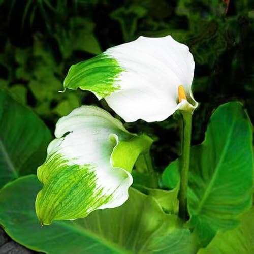 bulbi di calla Zantedeschia aethiopica resistenti, giardino roccioso interno resistenti in vaso decorazioni per 5pcs