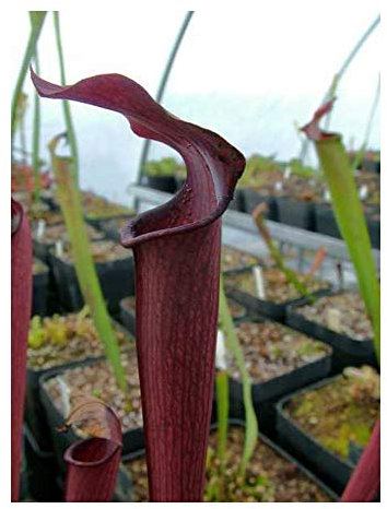 Sarracenia rubra ssp rubra Carow - Schlauchpflanze – 10 Samen