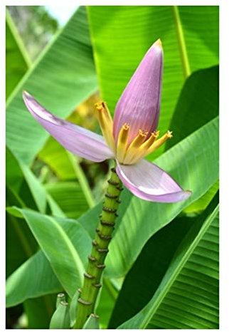 RP Seeds Musa Velutina (Pink Velvet Banana) - 10 Seeds