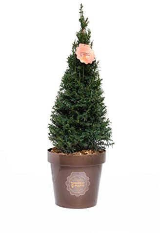 Vannucci Piante - Tasso comune a cono, Taxus baccata a cono, Pianta vera in vaso