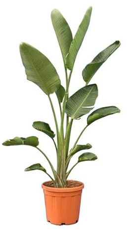 Strelitzia Augusta Planta Natural de Hoja Perenne y Procedencia Africana