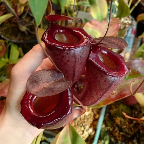 fleischfressende kannenpflanze seltene, wohnzimmer deko nepenthes gartendeko für draußen, balkonpflanzen kletterpflanzen winterhart 35samen