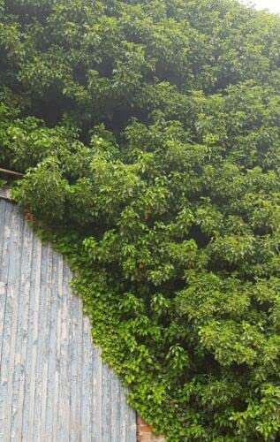 Couvre-sol pour pergola Hedera - En forme de lierre