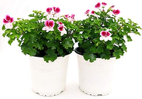 POWERS TO FLOWERS - GERANIO IMPERIALE ANGEL EYES PELARGONIUM, 2 PIANTE, piante vere