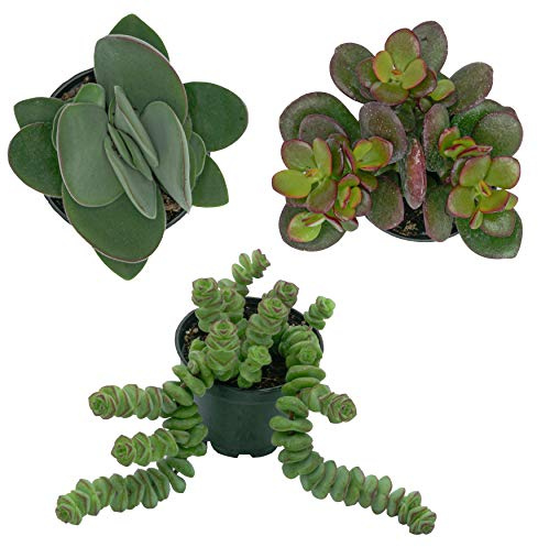 PASIORA Crassula- Mix im 6cm Topf, Verschiedene kleine Pflanzen, Geschenkset (3 Stück)