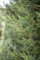 Cupressocyparis leylandii 'Typ 2001' 60-80 cm - Leyland-Zypresse, immergrün, ideal als Sichtschutzhecke, schnellwachsend, winterhart