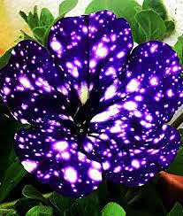 Graines de fleurs de pétunia « Night Sky Blue » paquet de 100 graines