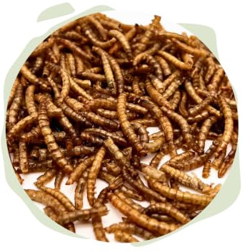 Mehlwürmer getrocknet * Schildkrötenfutter, Vogelfutter, Igelfutter von Warnick´s Tierfutterservice (3.000ml)