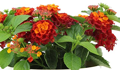 Lantana Camara Natural La Planta de Flores Brillantes que Atraerá Todas las Miradas