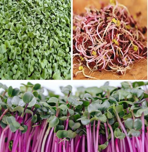 Organic Radish Seeds1,000+ Sprouts Microgreens