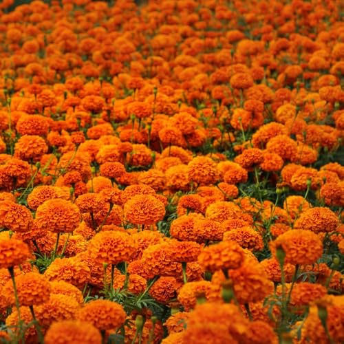 Semi di Tagetes - da giardino semi perenni resistenti resistenti per il giardino calendule per balcone rocce perenne selvatiche 85pcs