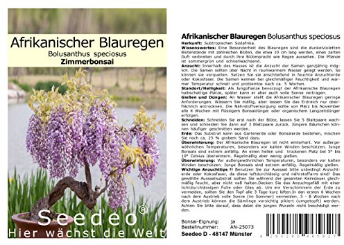 Seedeo® Afrikanischer Blauregen (Bolusanthus speciosus) Zimmer-Bonsai 20 Samen