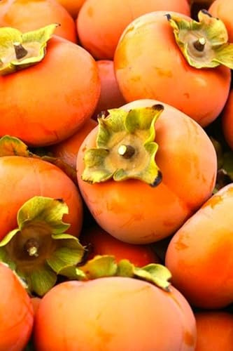 Albero da Frutto Kaki Vaniglia Caco, Pianta in Vaso da 20 cm, Altezza 150-170 cm, Età 1 Anno