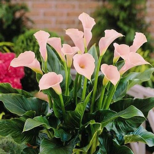 Calla Lily Bulbs-Calla Lily Bulbs for Planting Now UK,Garden Flowers,Wedding Flowers,Hardy Perennial,Plant Bulbs-2bulbs-c