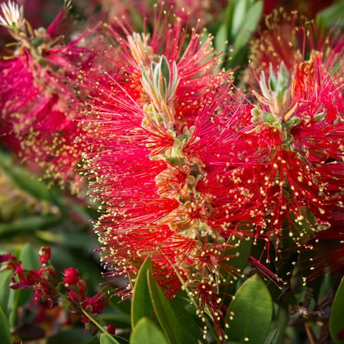 Callistemon Bush 'Bottlebrush' Plant, Callistemon Laevis | Bee-Friendly & Drought-Tolerant | Vibrant Red Flowers | Hardy Outdoor Garden Shrub (2 Litre Pot, 40-50cm)