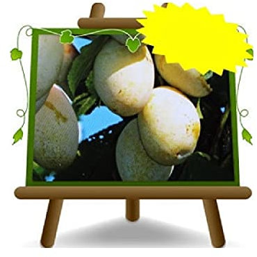 EURO PLANTS VIVAI Susino Coscia di Monaca Gialla Pianta da Frutto Antico su Vaso ø 20 cm- Altezza 150~170 cm-Età 2 Anni