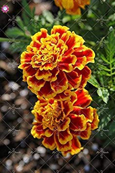 100 pz Calendula officinalis Semi Belle Semi di Fiore perenne pianta per Il Giardino Domestico di Facile da Coltie 10