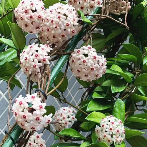 Hoya - zimmerpflanze kräutergarten fleischfressende zimmerbonsai bonsai Hoya blumensamen gartenpflanzen dekopflanzen 150samen
