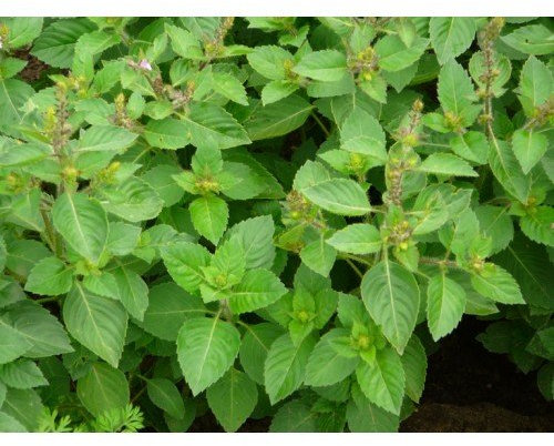 50 graines - Basil- Girofle parfumées