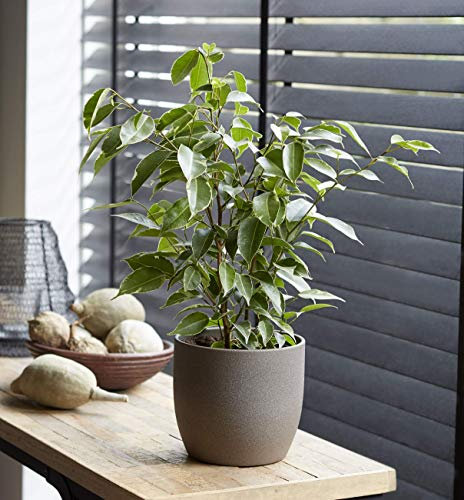 Plant Theory 145m Ficus Benjamina Danielle Weeping Fig Indoor House Plant 27cm Pot